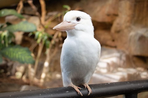 Cairns ZOOM And Wildlife Dome - Find Attractions 3