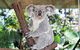 Cairns ZOOM And Wildlife Dome - thumb 6