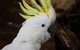 Cairns ZOOM And Wildlife Dome - thumb 4
