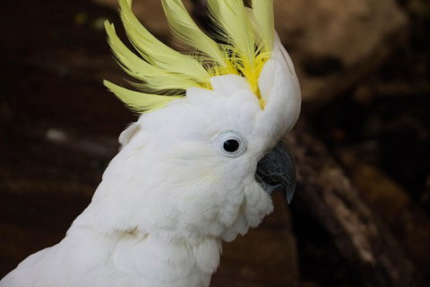 Cairns ZOOM And Wildlife Dome - Find Attractions 4