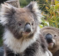 Kuranda Koala Gardens and Birdworld Admission Tickets - Find Attractions