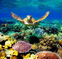 3-Day Best of Cairns Combo The Daintree Rainforest Great Barrier Reef and Kuranda - Find Attractions