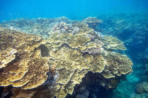 Cruise To Moore Reef Pontoon And Return Helicopter Flight From Cairns - Find Attractions 1