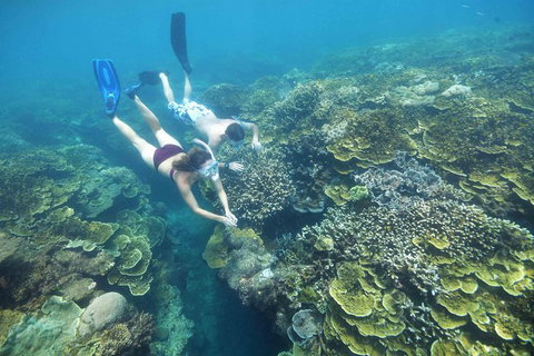Cruise To Moore Reef Pontoon And Return Helicopter Flight From Cairns - Find Attractions 4
