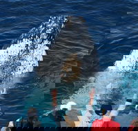 Whale Watching Tour in Gold Coast - Find Attractions