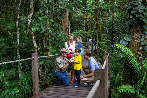 Skyrail Rainforest Cableway Day Trip From Cairns - Find Attractions 14