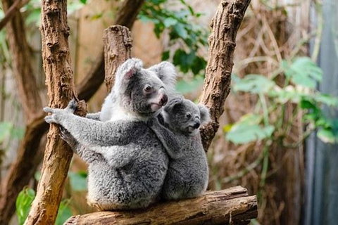 Kuranda Day Tour, TKS-3 Wildlife Gold 930 - Find Attractions 5