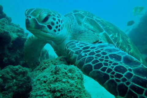 Guided Snorkel With Fish Tour At Wavebreak Island, Gold Coast - Find Attractions 9