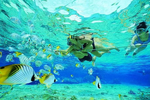 Guided Snorkel With Fish Tour At Wavebreak Island, Gold Coast - Find Attractions 3