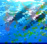 Guided Snorkel with Fish Tour at Wavebreak Island Gold Coast - Find Attractions