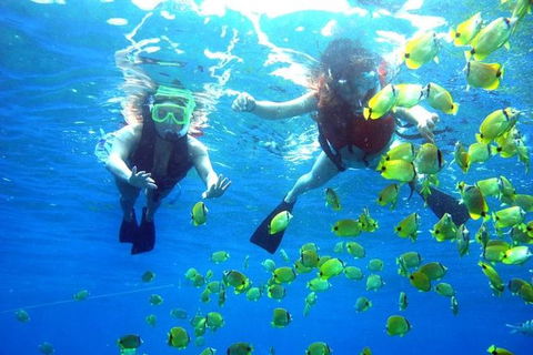 Guided Snorkel With Fish Tour At Wavebreak Island, Gold Coast - Find Attractions 0