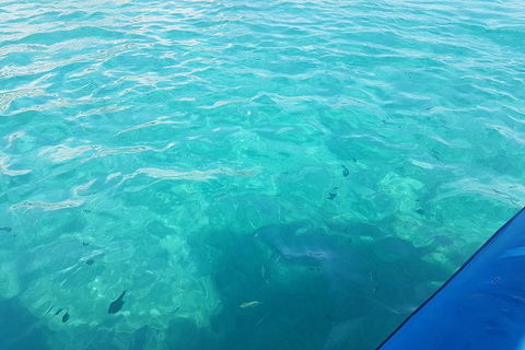 Guided Snorkel With Fish Tour At Wavebreak Island, Gold Coast - Find Attractions 10