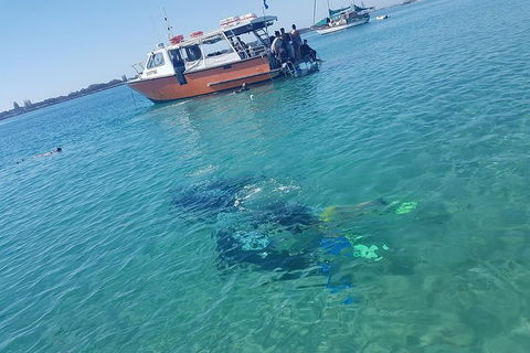 Guided Snorkel With Fish Tour At Wavebreak Island, Gold Coast - Find Attractions 6