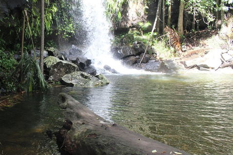 The Gold Experience:Private Day Tour In Lamington National Park Or Mt Tambourine - Find Attractions 0