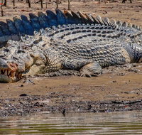 Solar Whisper Daintree River Crocodile and Wildlife Cruise - Find Attractions