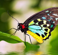 Australian Butterfly Sanctuary - Find Attractions