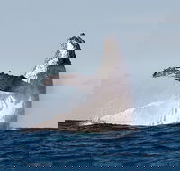 Private whale watching - Find Attractions