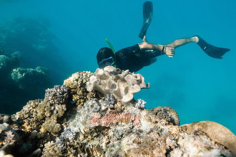 Full Day Snorkel In The Great Barrier Reef - Find Attractions 5