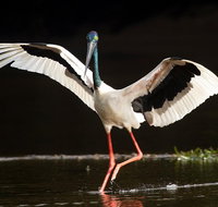Daintree River - Private Photography Cruise - Find Attractions