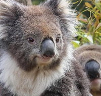 Kuranda Koala Gardens General Entry Ticket - Find Attractions