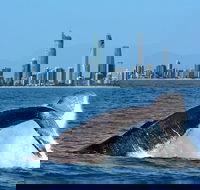 Gold Coast Airport to and from Byron Bay NSW for up-to 7 ppl - Find Attractions