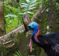 Daintree Afternoon Nocturnal Nature and Wildlife Tour - Find Attractions