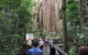 4-Day Cairns Ultimate Combo: Daintree Rainforest, Reef, Kuranda & Paronella Park - thumb 14