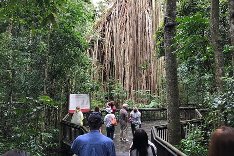 4-Day Cairns Ultimate Combo: Daintree Rainforest, Reef, Kuranda & Paronella Park - Find Attractions 14