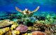 4-Day Cairns Ultimate Combo: Daintree Rainforest, Reef, Kuranda & Paronella Park - thumb 0