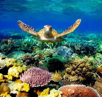 4-Day Cairns Ultimate Combo Daintree Rainforest Reef Kuranda  Paronella Park - Find Attractions