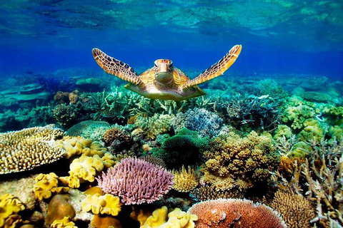4-Day Cairns Ultimate Combo: Daintree Rainforest, Reef, Kuranda & Paronella Park - Find Attractions 0