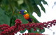 4-Day Cairns Ultimate Combo: Daintree Rainforest, Reef, Kuranda & Paronella Park - thumb 4