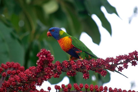 4-Day Cairns Ultimate Combo: Daintree Rainforest, Reef, Kuranda & Paronella Park - Find Attractions 4