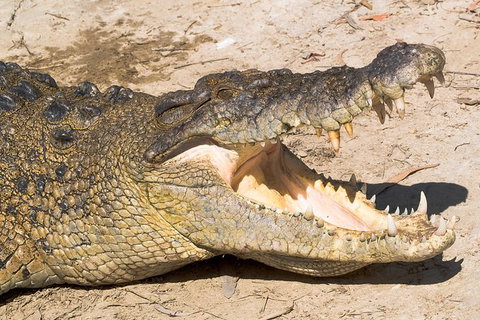 4-Day Cairns Ultimate Combo: Daintree Rainforest, Reef, Kuranda & Paronella Park - Find Attractions 6