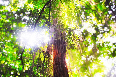 Airport Transfer - Mission Beach To Cairns Airport - Find Attractions 1