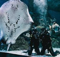 Cairns Aquarium Dive with the Sharks - Find Attractions