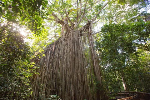 Cairns Adventure Package- 4 Tours In 3 Days! - Find Attractions 2
