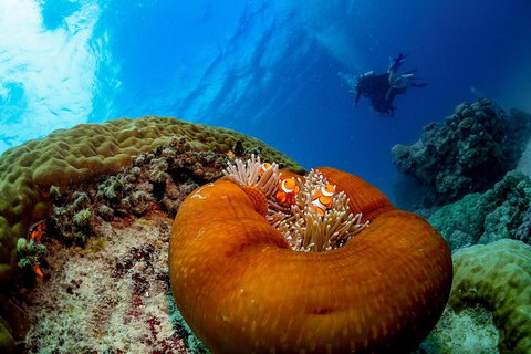 Gold Class VIP Great Barrier Reef Cruise From Cairns By Luxury Superyacht - Find Attractions 4
