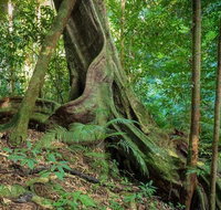 Private Daintree Mossman Gorge Exclusive Nature and Wildlife Focus - Find Attractions