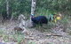 Daintree Luxury Limousine Tour - Full Day - thumb 8