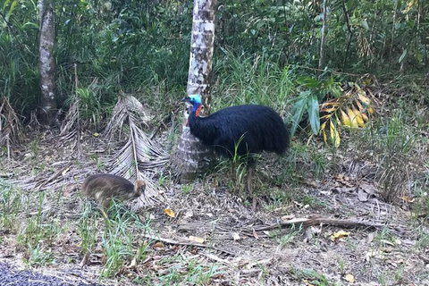 Daintree Luxury Limousine Tour - Full Day - Find Attractions 8