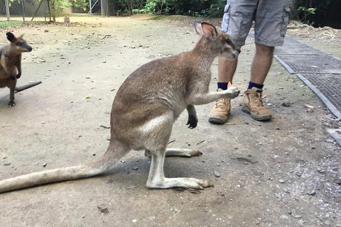 Daintree Luxury Limousine Tour - Full Day - Find Attractions 10