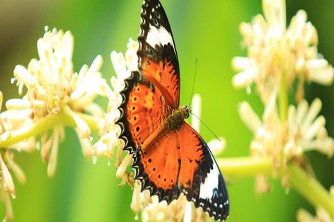 Kuranda Day Tour + HotAir Balloon Combo - Find Attractions 7
