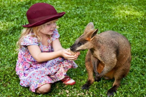 Kuranda Day Tour + HotAir Balloon Combo - Find Attractions 14