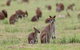Waterfall And Wallabies Sighting Tour - thumb 1