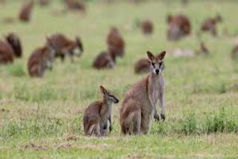 Waterfall And Wallabies Sighting Tour - Find Attractions 1