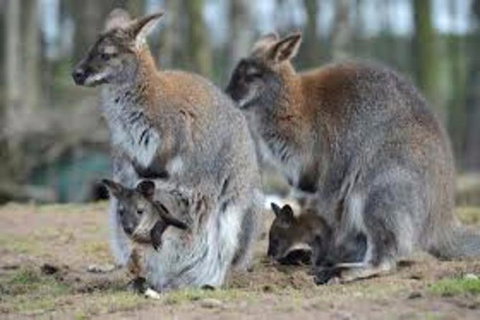 Waterfall And Wallabies Sighting Tour - Find Attractions 3