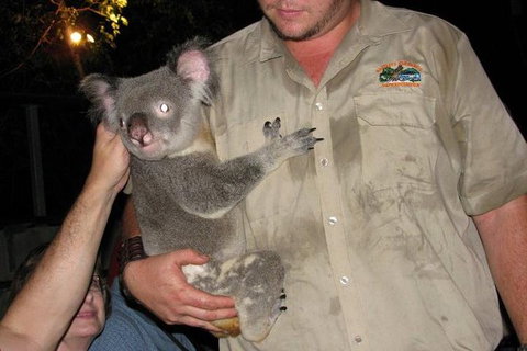 The Adventure Begins At Hartley\'s The Best Crocodile Show In Australia - Find Attractions 2