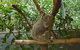 The Adventure Begins At Hartley\'s The Best Crocodile Show In Australia - thumb 1