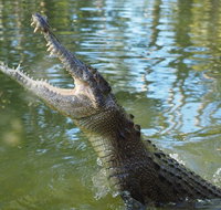 The adventure begins at Hartley's the best crocodile show in Australia - Find Attractions